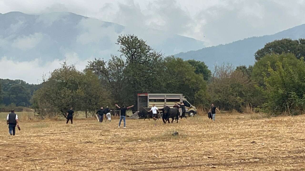 Muğla Arenada Boğalar Kaçtı, Kısa Süreli Panik Yaşandı 2